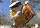 Resaltan rentabilidad del negocio de alquiler de colmenas y venta de abejas reinas