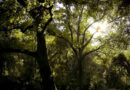 Jornada Mundial de Oración por el Cuidado de la Creación