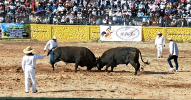 Todo listo para el campeonato de toros de pelea en Arequipa este 19 de abril