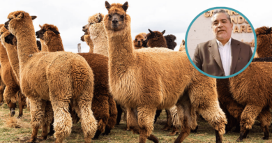 Arequipa apuesta por innovación y tecnología para impulsar industria de fibra de alpaca