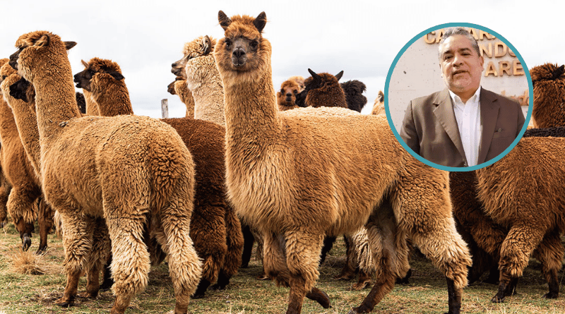 Arequipa apuesta por innovación y tecnología para impulsar industria de fibra de alpaca