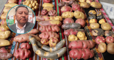 Festival de la Papa reunirá a productores de las ocho provincias de Arequipa Festival de la Papa reunirá a productores de las ocho provincias de Arequipa