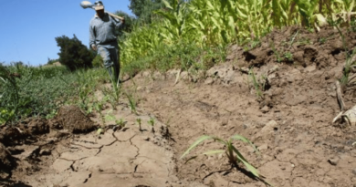 Sector agrario activa plan de prevención frente al Fenómeno del Niño