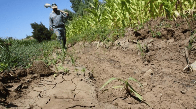 Sector agrario activa plan de prevención frente al Fenómeno del Niño
