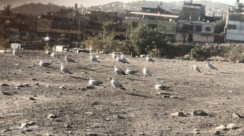 Gaviotas andinas sorprenden a vecinos de Paucarpata durante su desplazamiento en busca de alimento